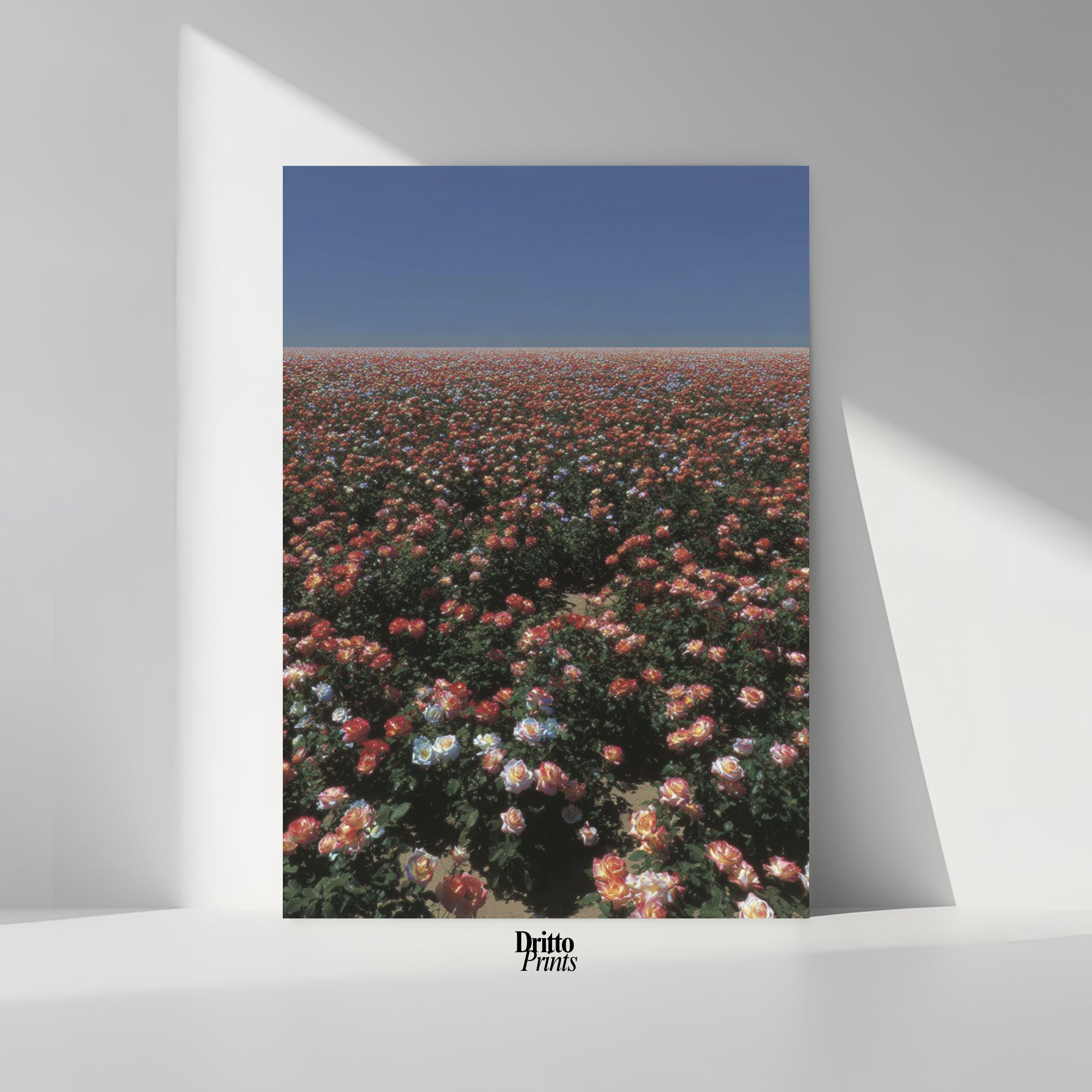 (PD28) Sea of Roses - Poster