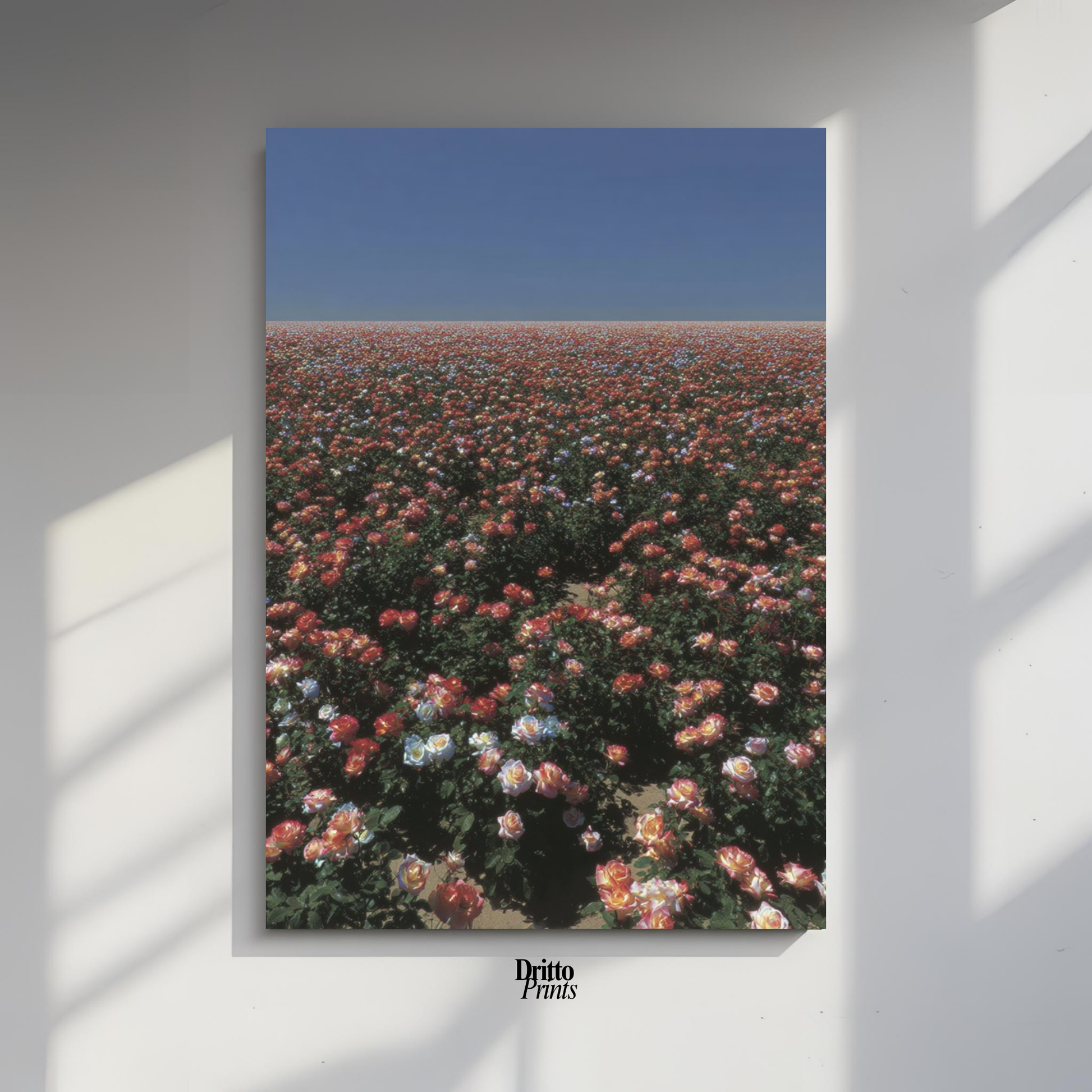 (PD28) Sea of Roses - Poster