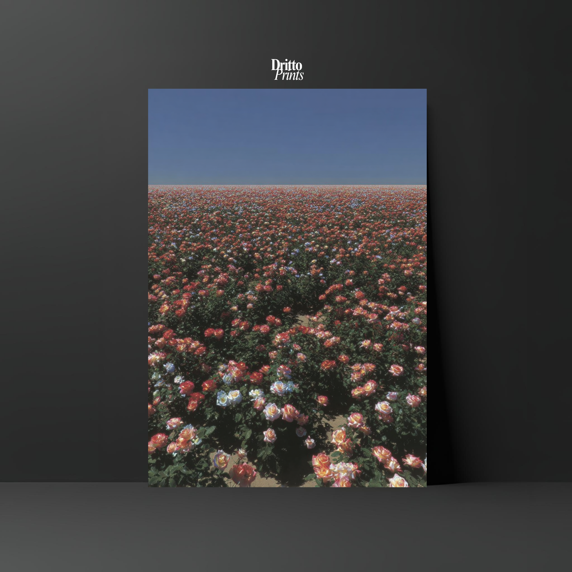 (PD28) Sea of Roses - Poster