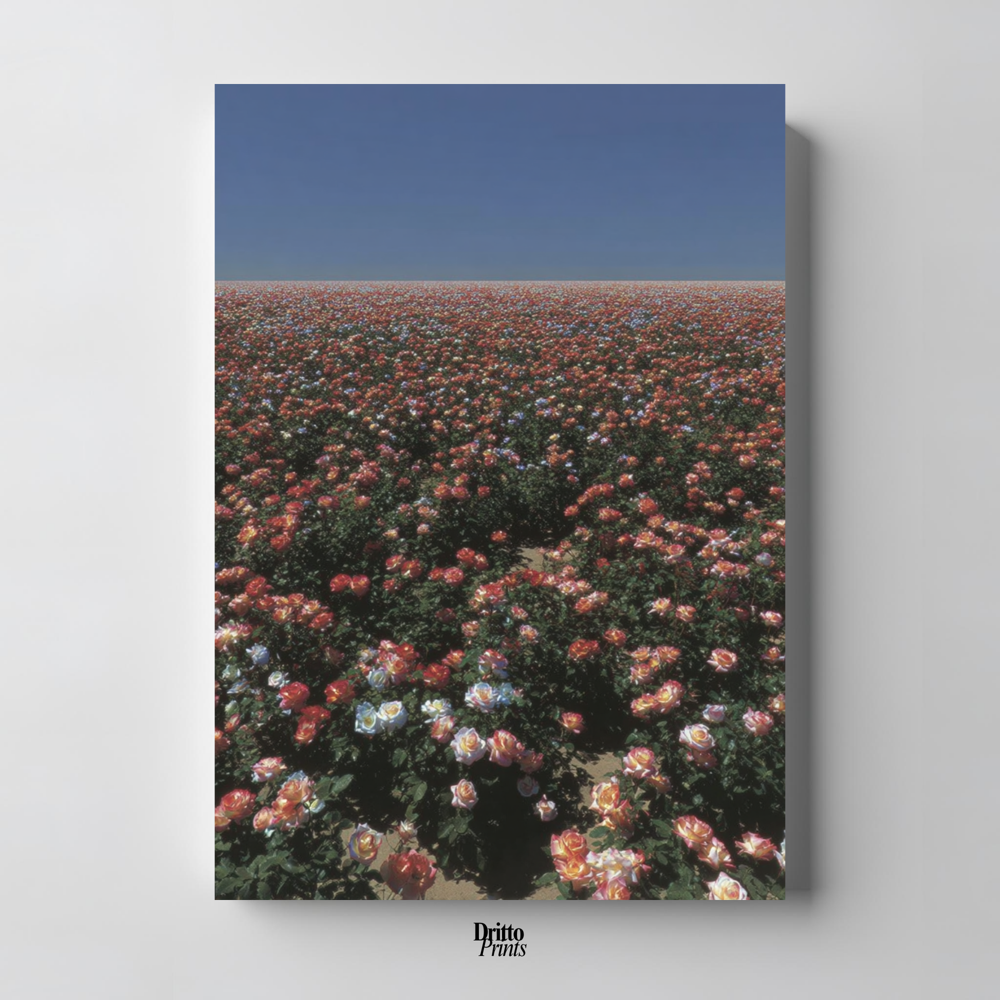(PD28) Sea of Roses - Poster